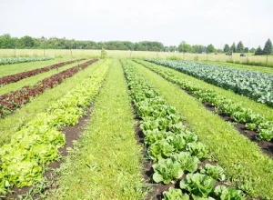 Rows of lettuce grow in a farm field in Barrington, IL.