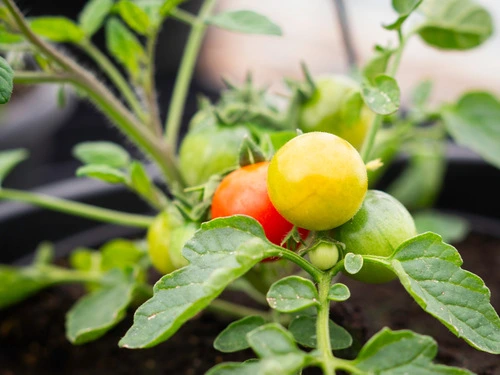 Yellow and red tomato growing at Smart Farm at Advocate Good Shepherd.
